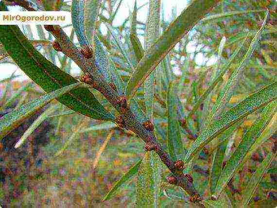 พันธุ์ที่ดีที่สุดของทะเล buckthorn ไร้หนาม