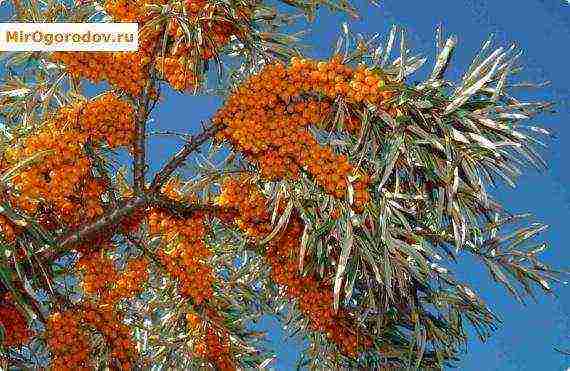 ang pinakamahusay na pagkakaiba-iba ng sea buckthorn thornless