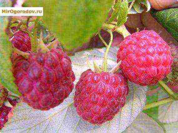 the best varieties of annual raspberries