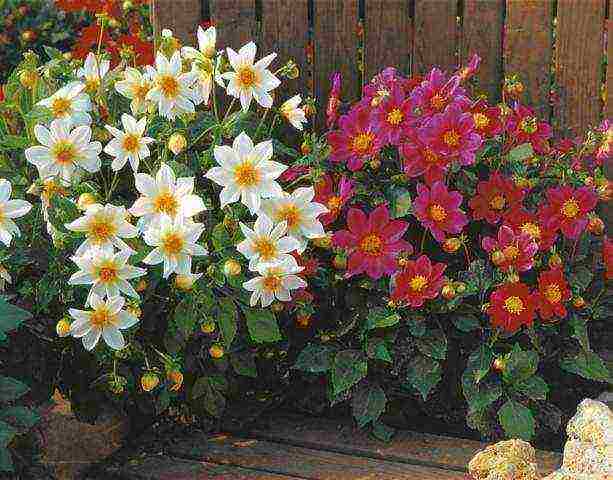 the best varieties of annual dahlias