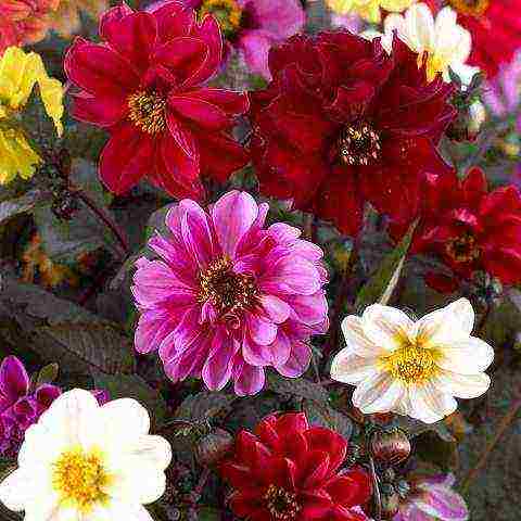 the best varieties of annual dahlias