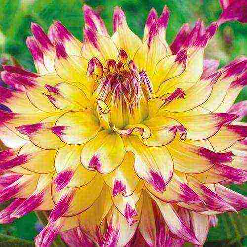 the best varieties of annual dahlias