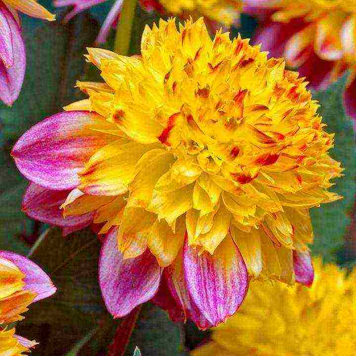 the best varieties of annual dahlias