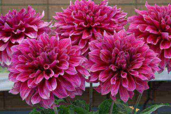 the best varieties of annual dahlias