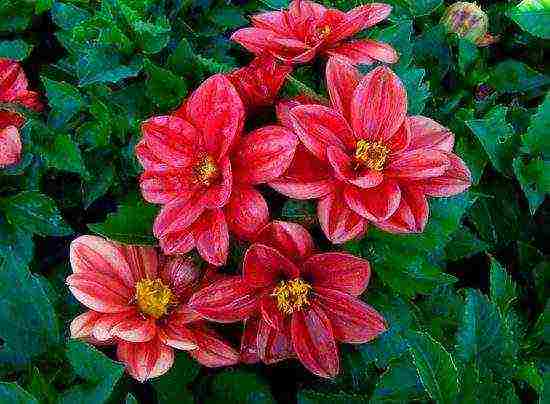 the best varieties of annual dahlias