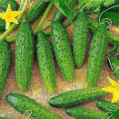 the best varieties of cucumbers for the Urals