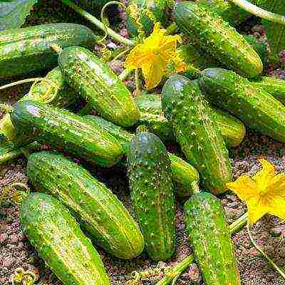 the best varieties of cucumbers for the Urals