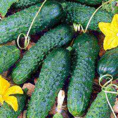 the best varieties of cucumbers for the Urals