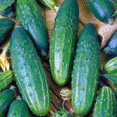 the best varieties of cucumbers for the Urals