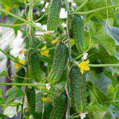 the best varieties of cucumbers for the Urals