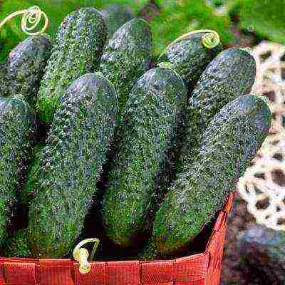 the best varieties of cucumbers for the Urals