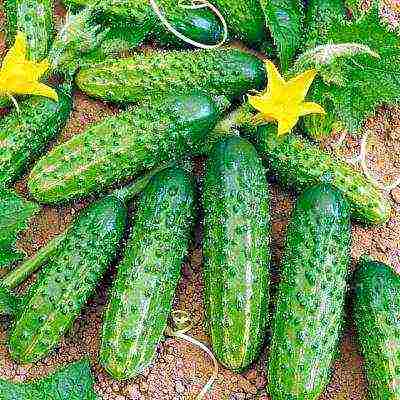 the best varieties of cucumbers for the Urals