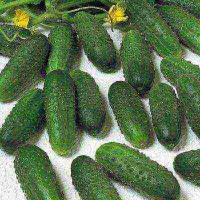 the best varieties of cucumbers for the Urals