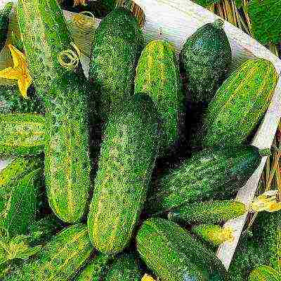 the best varieties of cucumbers for the Urals