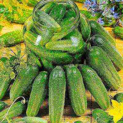 the best varieties of cucumbers for the Urals