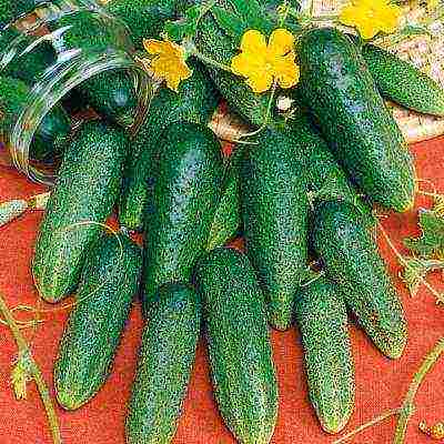 the best varieties of cucumbers for the Urals