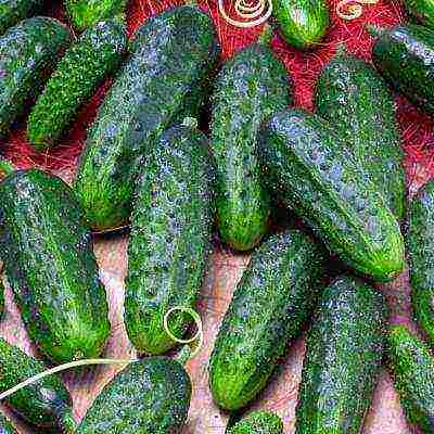 the best varieties of cucumbers for the Urals