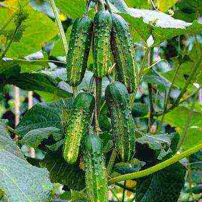 the best varieties of cucumbers for the Urals