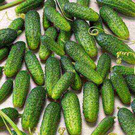 the best varieties of cucumbers for the Urals