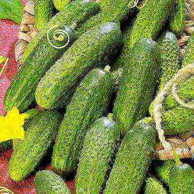 the best varieties of cucumbers for the Urals