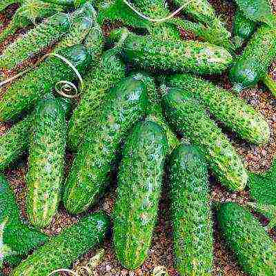 the best varieties of cucumbers for the Urals