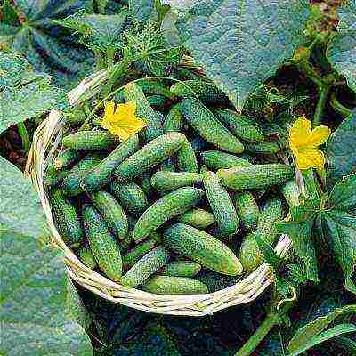 the best varieties of cucumbers for the Urals