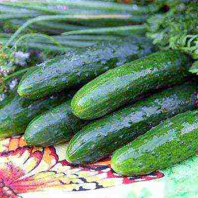 the best varieties of cucumbers for the Urals