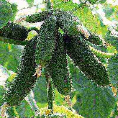 the best varieties of cucumbers for the Urals