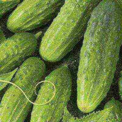 the best varieties of cucumbers for the Urals