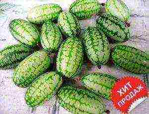 the best varieties of cucumbers for the Urals