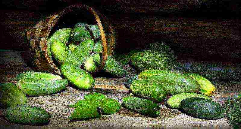 the best varieties of cucumbers for the Urals