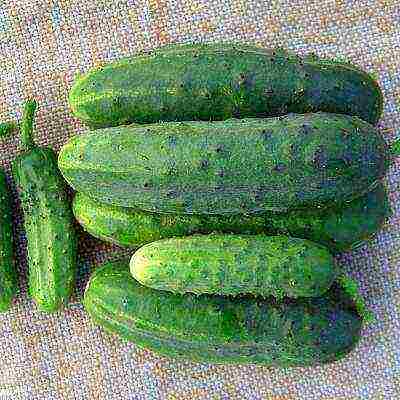 the best varieties of cucumbers for the Urals