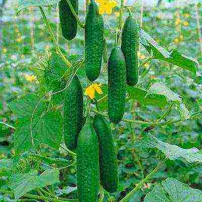 the best varieties of cucumbers for the Urals