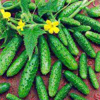 the best varieties of cucumbers for the Urals