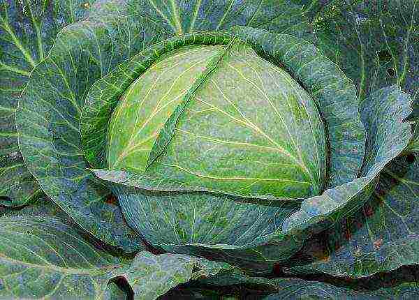 the best varieties of winter cabbage