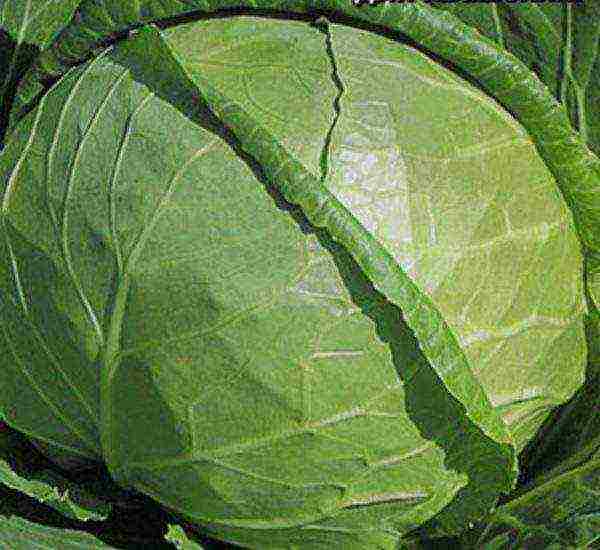 the best varieties of winter cabbage