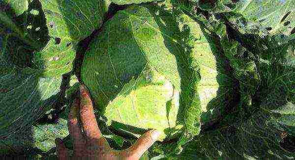 the best varieties of winter cabbage