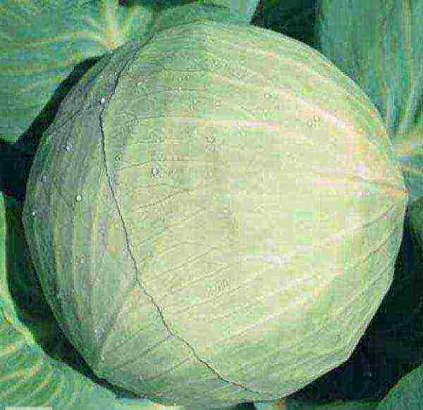 the best varieties of winter cabbage