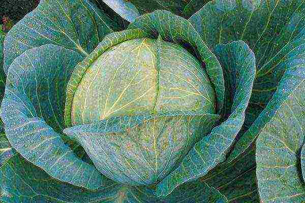 the best varieties of winter cabbage