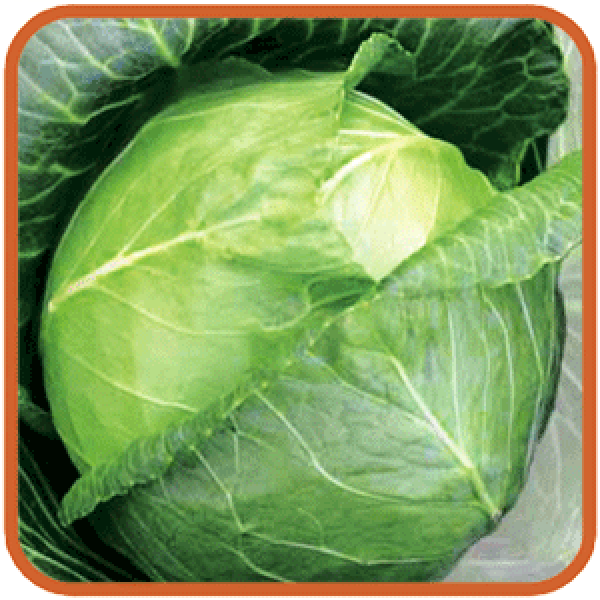 the best varieties of winter cabbage