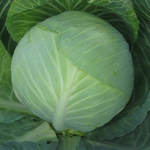 the best varieties of winter cabbage