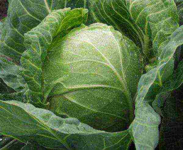 the best varieties of winter cabbage