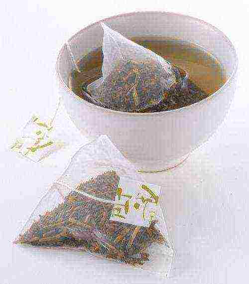 ang pinakamahusay na pagkakaiba-iba ng mga tea bag