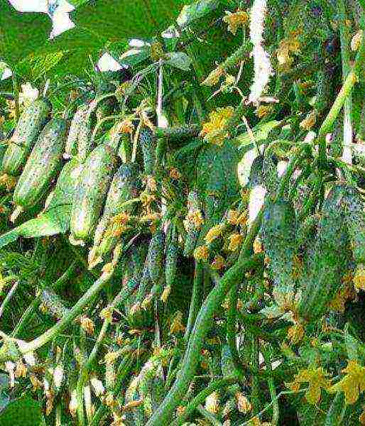 the best varieties of parthenocarpic cucumbers