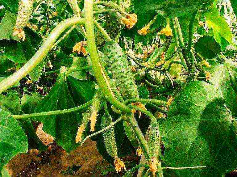 ang pinakamahusay na mga pagkakaiba-iba ng mga parthenocarpic cucumber