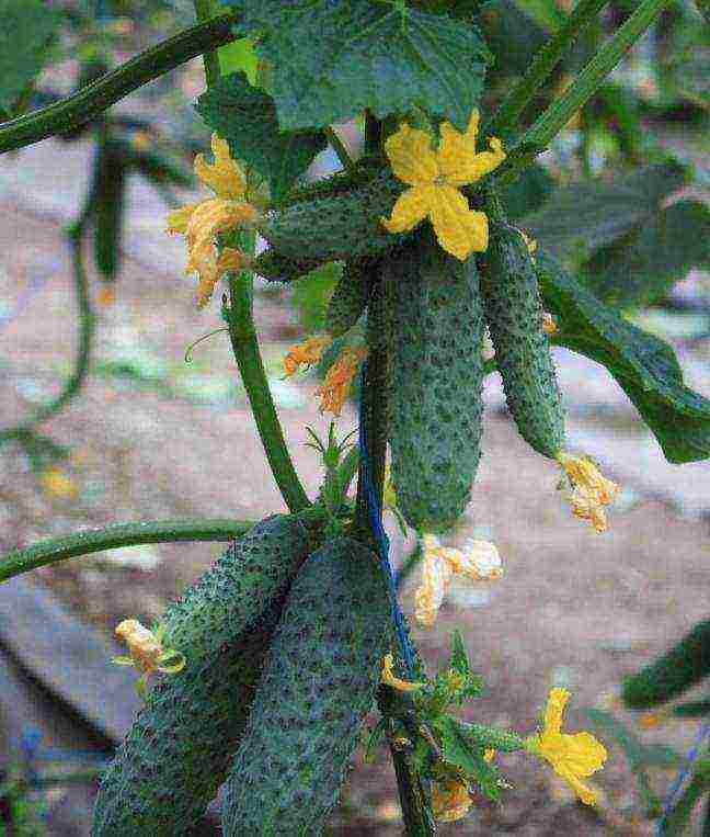 ang pinakamahusay na mga pagkakaiba-iba ng mga parthenocarpic cucumber