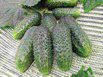 the best varieties of parthenocarpic cucumbers