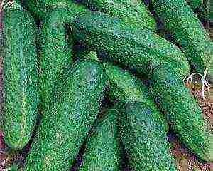 ang pinakamahusay na mga pagkakaiba-iba ng mga parthenocarpic cucumber