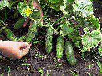 the best varieties of parthenocarpic cucumbers