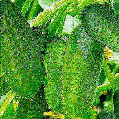 the best varieties of parthenocarpic cucumbers